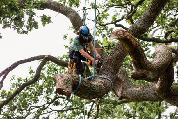 Best Emergency Tree Removal  in Florence, MS