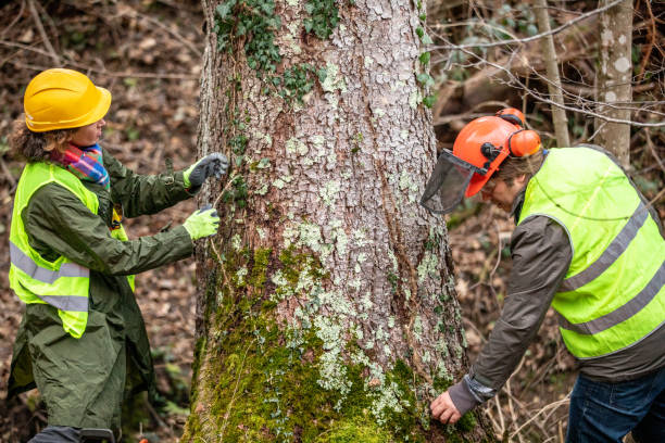 Best Fruit Tree Pruning  in Florence, MS