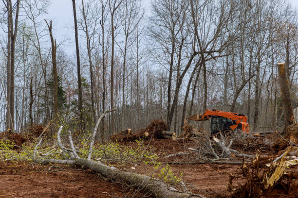 Best Root Management and Removal  in Florence, MS