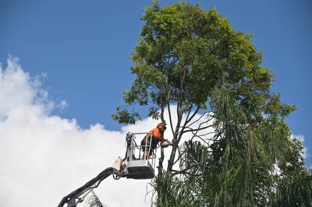 Best Tree Planting  in Florence, MS