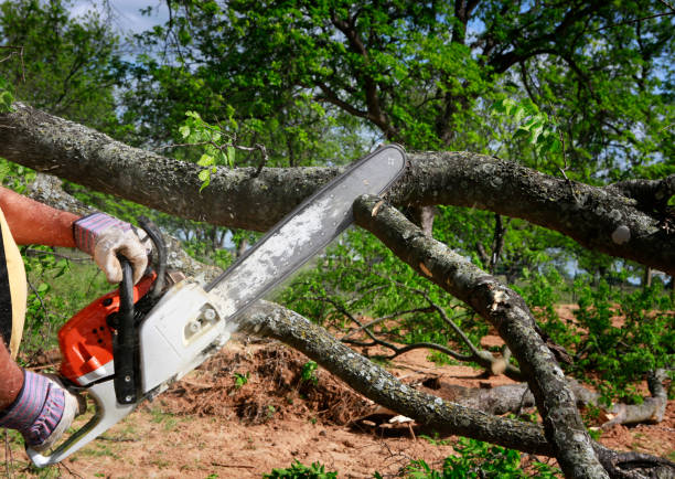 Best Tree Risk Assessment  in Florence, MS